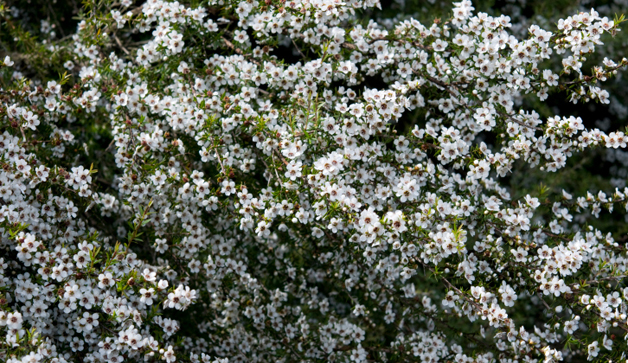 manuka